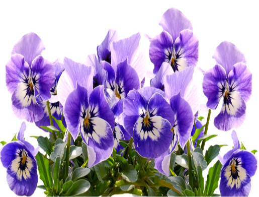 Весна Анютины Глазки День Матери - Бесплатное изображение на Pixabay -  Pixabay